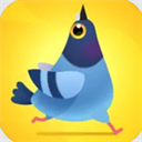 疯狂的鸽子(Pigeon Pop)