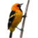 Birdster 1.6.5