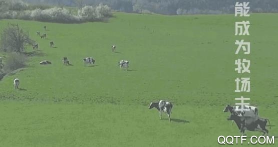 三阳牧业app手机版