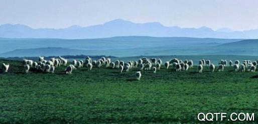 云上乌拉特后旗app官方版 云上乌拉特后旗app官方版