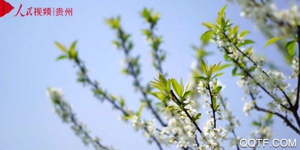 人民视频ios客户端