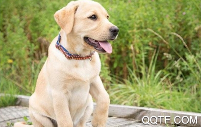 人狗交流器助手app安卓版 人狗交流器助手app安卓版