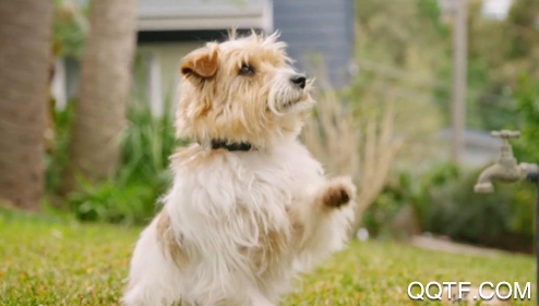 人狗交流器助手app安卓版 人狗交流器助手app安卓版