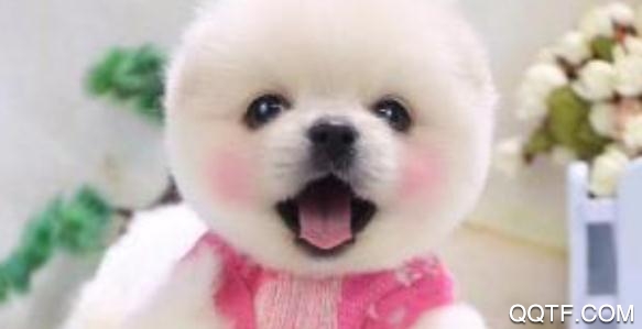 俊介萌宠app宠物社交最新版