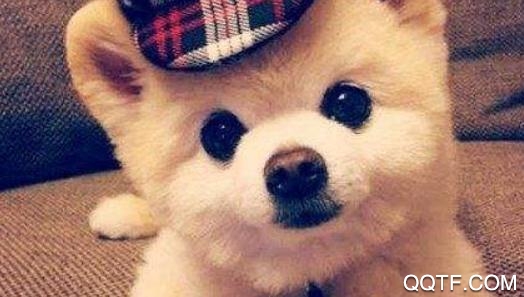 俊介萌宠app宠物社交最新版