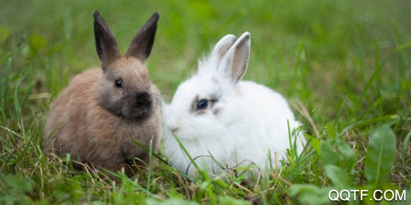 兔子更可爱了太犯规最新版 兔子更可爱了太犯规最新版