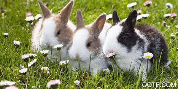 兔子更可爱了太犯规最新版 兔子更可爱了太犯规最新版