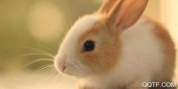 兔子更可爱了太犯规最新版 兔子更可爱了太犯规最新版