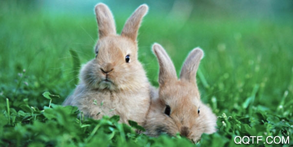 兔子更可爱了太犯规最新版 兔子更可爱了太犯规最新版