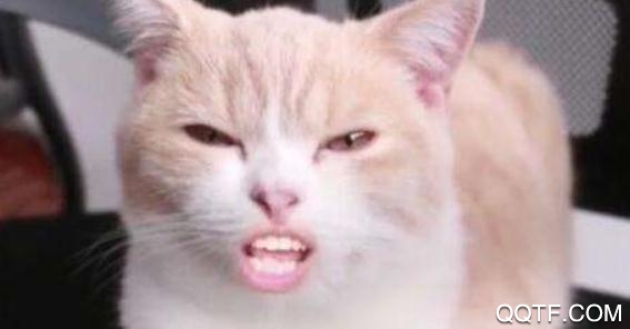 友猫宠物社交聊天平台安卓版 友猫宠物社交聊天平台安卓版