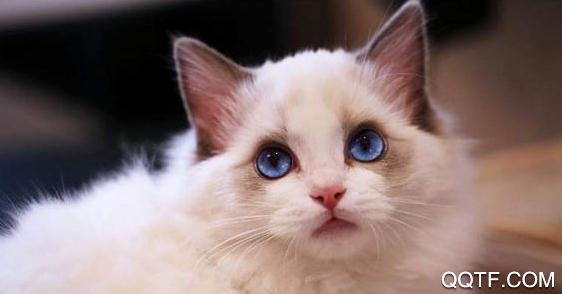 友猫宠物社交聊天平台安卓版 友猫宠物社交聊天平台安卓版