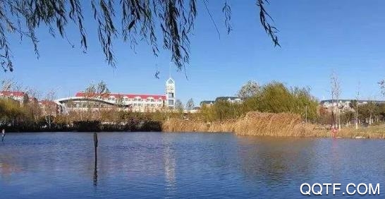 学查查app最新版