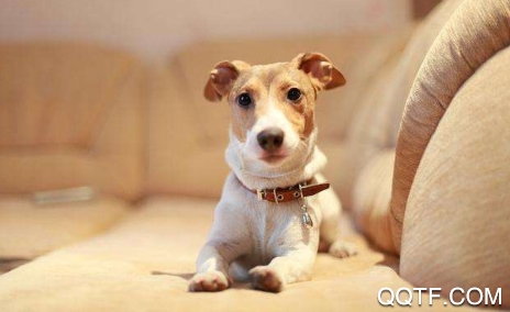 它她星球宠物社区