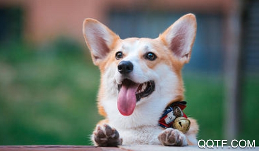 它她星球宠物社区