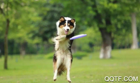 它她星球宠物社区