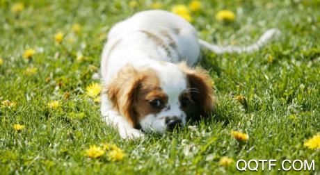 宠物秀秀app手机版