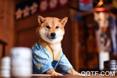 微宠圈app宠物社区分享互动平台 微宠圈app宠物社区分享互动平台