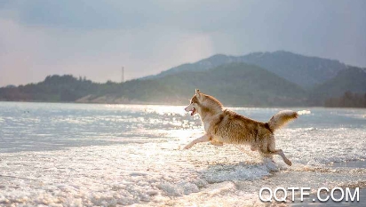 微宠圈app宠物社区分享互动平台 微宠圈app宠物社区分享互动平台