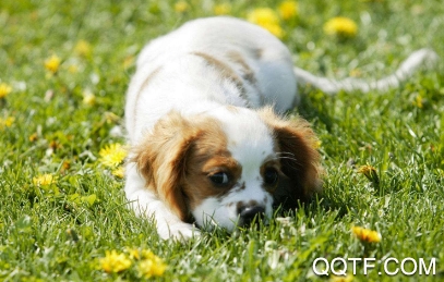 微宠圈app宠物社区分享互动平台 微宠圈app宠物社区分享互动平台