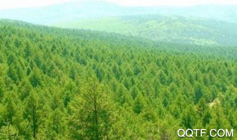 慧找苗app安卓版 慧找苗app安卓版