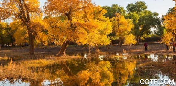 我的阿拉善app最新版 我的阿拉善app最新版