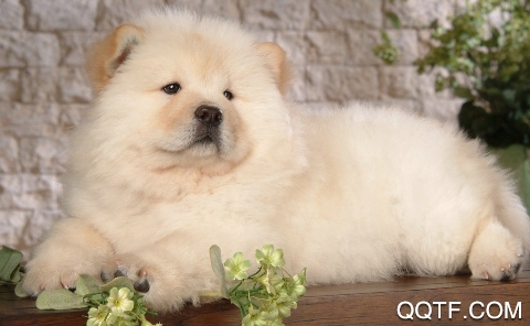 探爪(宠物社区)app安卓版 探爪(宠物社区)app安卓版