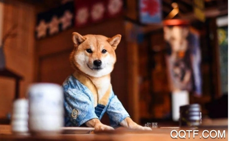 探爪(宠物社区)app安卓版 探爪(宠物社区)app安卓版