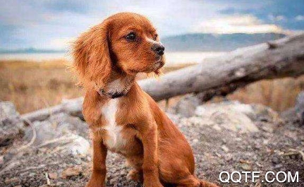 无锡犬卫士免疫卡 无锡犬卫士免疫卡