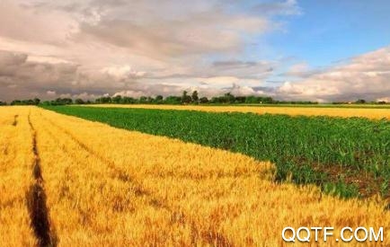 智慧植保农户端app安卓版