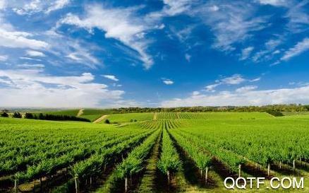 智慧植保农户端app安卓版