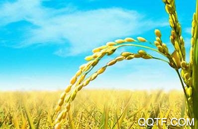 智慧植保农户端app安卓版