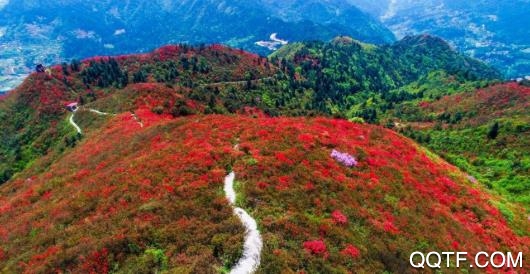 杜鹃花都app苹果版