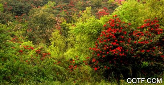 杜鹃花都app苹果版