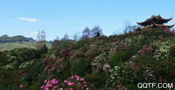 杜鹃花都app苹果版