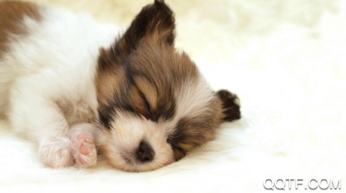 柠柚壁纸app苹果版 柠柚壁纸app苹果版