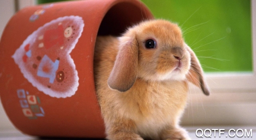 柠柚壁纸app苹果版 柠柚壁纸app苹果版