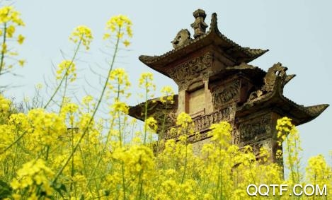 橘香井研客户端