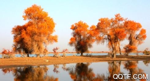 沙雅好地方app安卓版