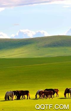 爱青城app最新版