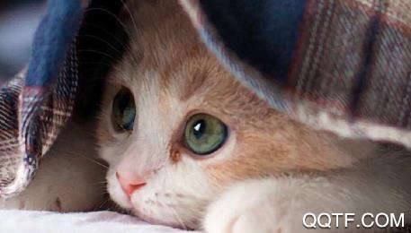 猫翻译app手机版 猫翻译app手机版