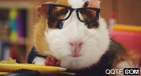 老鸭视频官方版 老鸭视频官方版