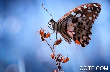 芝麻随拍app安卓版