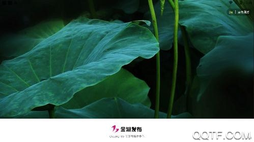 金湖发布App官方版