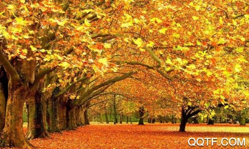 随即拍app苹果版 随即拍app苹果版