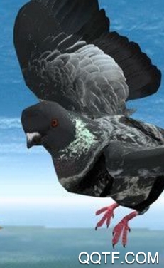 鸽子横冲直撞模拟器手游最新版 鸽子横冲直撞模拟器手游最新版